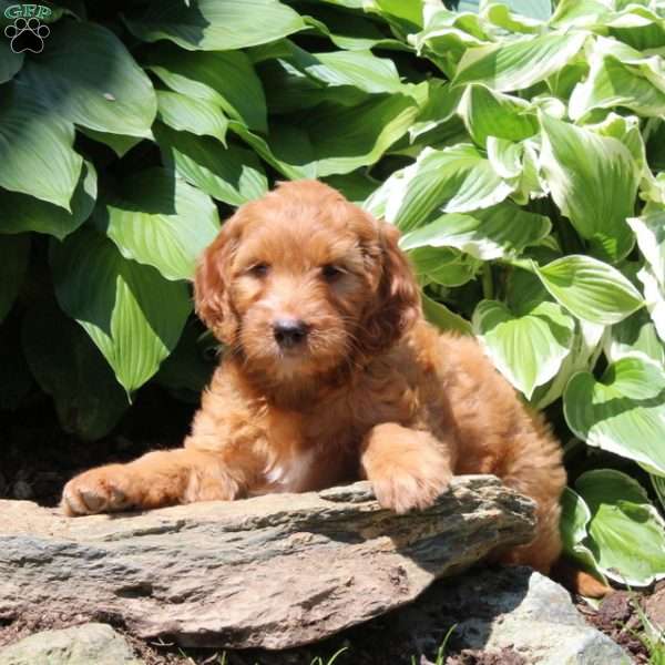 Reba, Irish Doodle Puppy